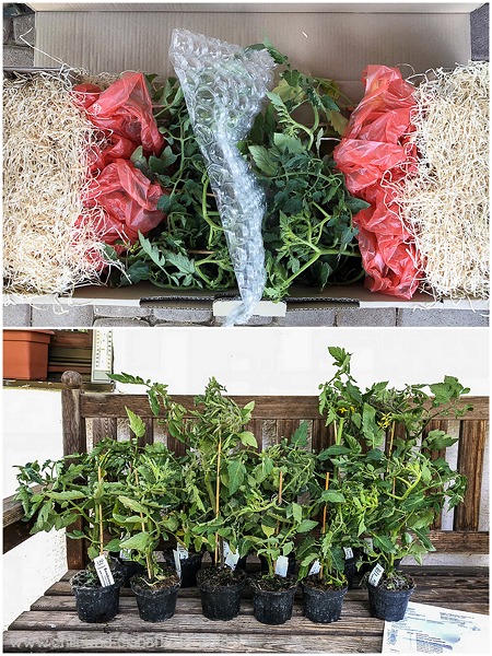 Tomaten mit Geschmack